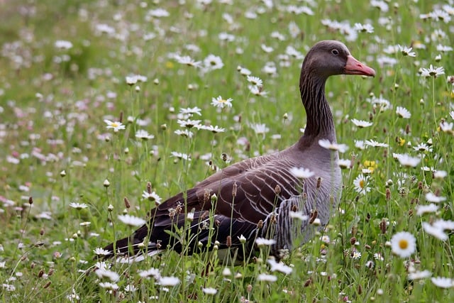 Wild Bird