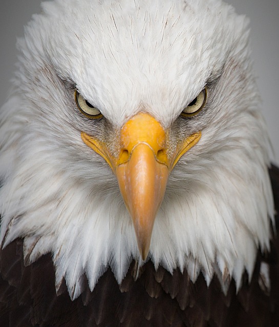 Wild Bird