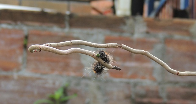 Transform Your Bristol Feeders: Free Mealworms, No More Squirrel Thefts!
