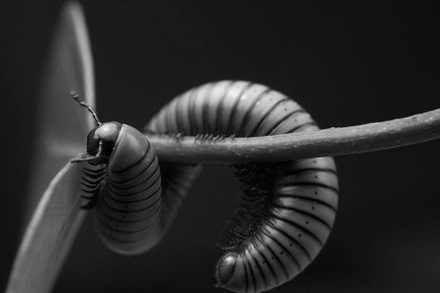 worms