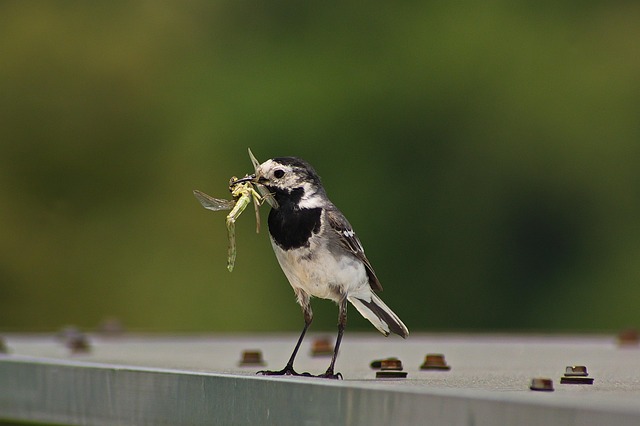 Attract More Birds, Save More Money: High-Capacity Nectar & Mealworm Feeder for Bradford