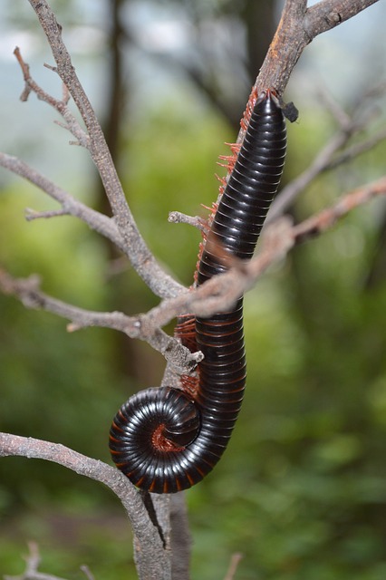 worms