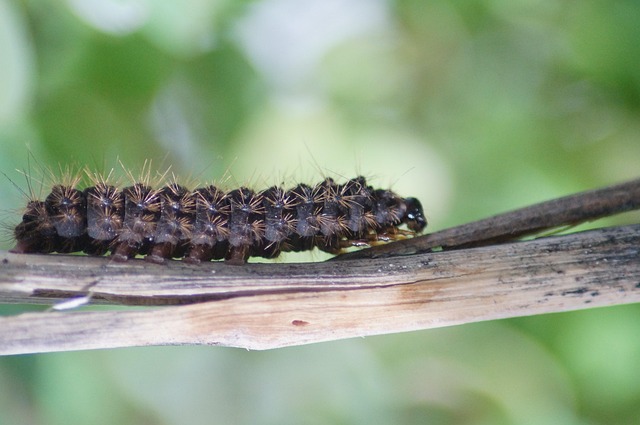 Revolutionize Your Cardiff Feedings: Rust-Free Guardian Feeder with Free Mealworms