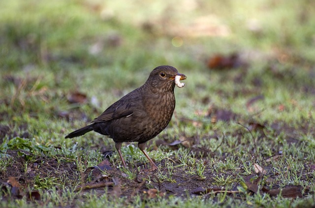 Attract Birds Year-Round: Free Mealworms + Top-Quality Birmingham Bird Seed Mix