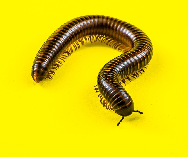 worms