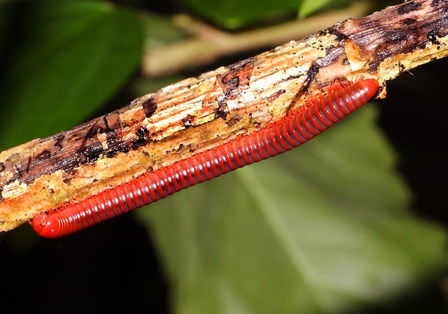 worms