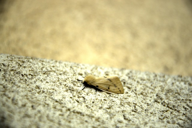 Transform Your Feathered Friends' Diet: Free-From-Wastage Peanuts for Liverpool Birds - Save Now!