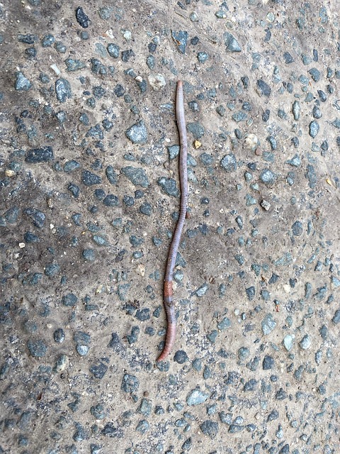 worms