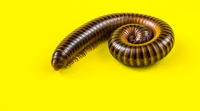 worms