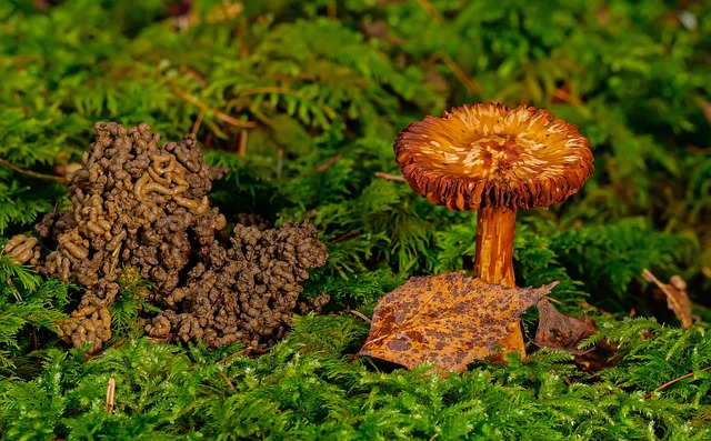 Transform Your Feathered Friends’ Feast: Dried Mealworms, Nectar & Seeds Delivered to Sheffield