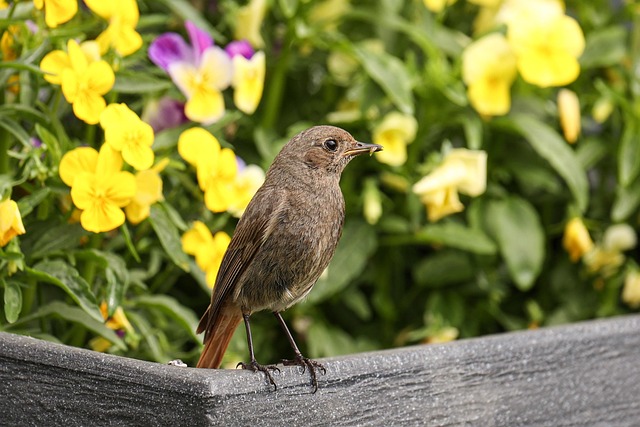 Revolutionize Your Feed, Save Money: Squirrel-Proof Bradford Feeder for Birds & Dried Mealworms