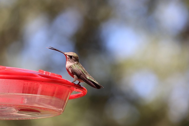 bird feeder