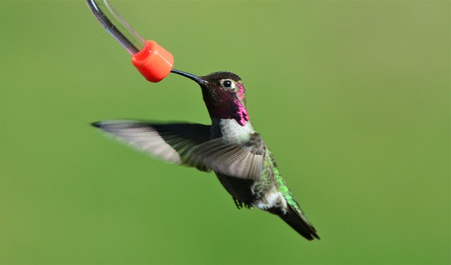 bird feeder