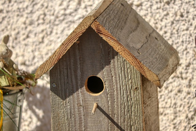 bird feeder