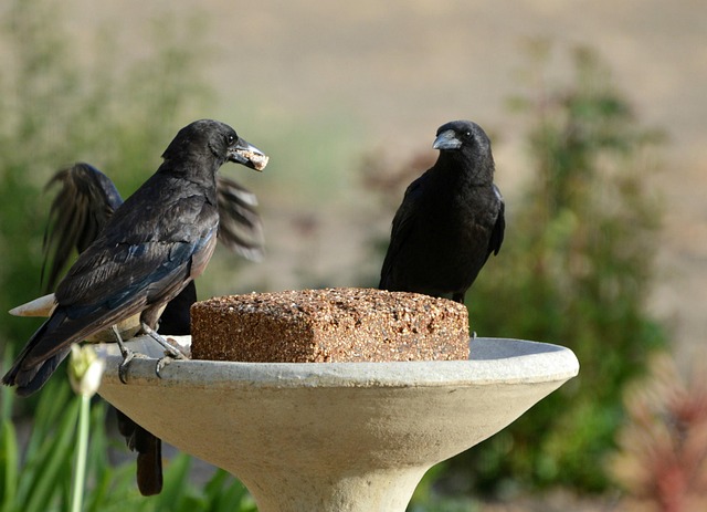 Save Money, Feed Birds Better: Guardian’s Top-Quality Sunflower Hearts, Free Delivery from Bristol
