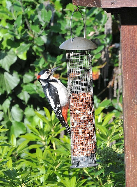 bird feeder