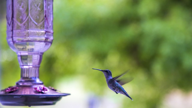 bird-feeder-640x480-92923554.jpeg