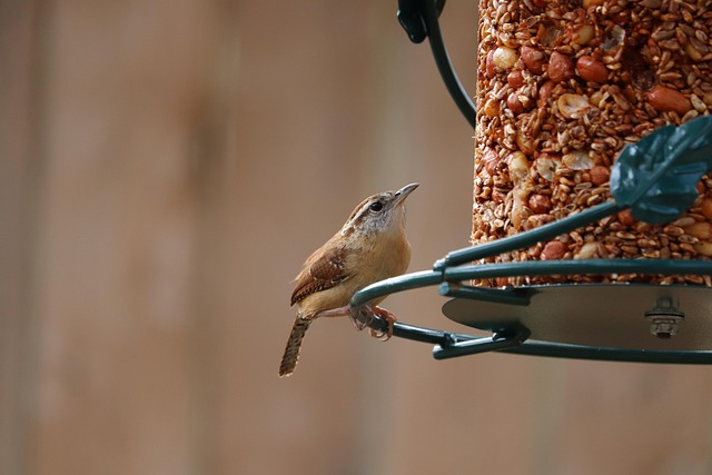 Revolutionize Bird Feeding: Guardian's Adjustable Squirrel-Proof Feeder - Leeds' Best Price!