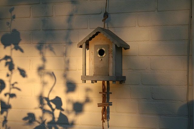 bird feeder