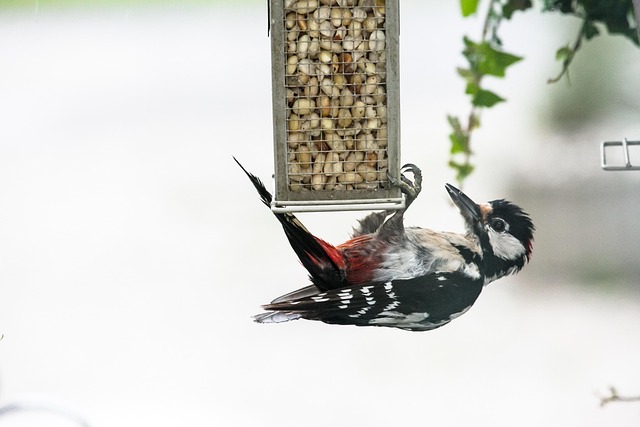 Birds feeding inside squirrel-proof cage