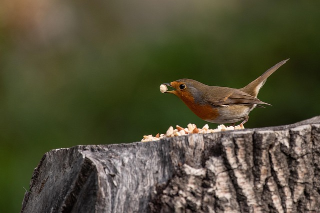 Birds feeding inside squirrel-proof cage