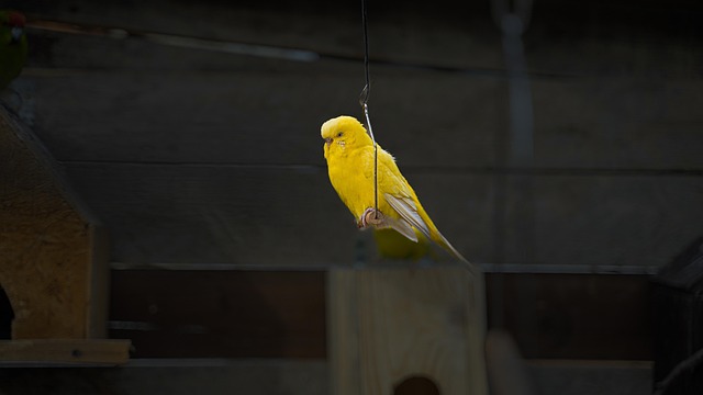 Birds feeding inside squirrel-proof cage
