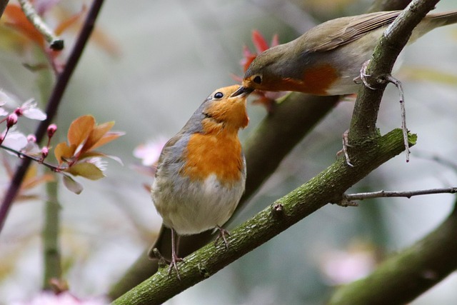 Birds feeding inside squirrel-proof cage
