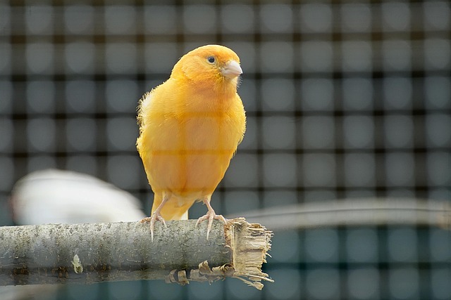 Birds feeding inside squirrel-proof cage