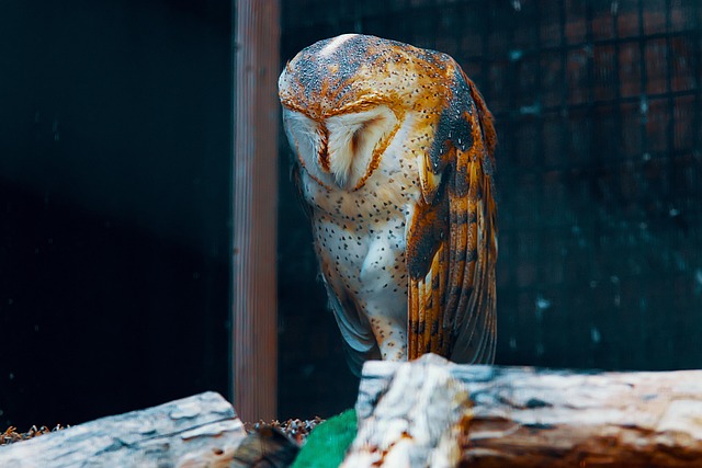 birds-feeding-inside-squirrel-proof-cage-640x480-61412270.jpeg