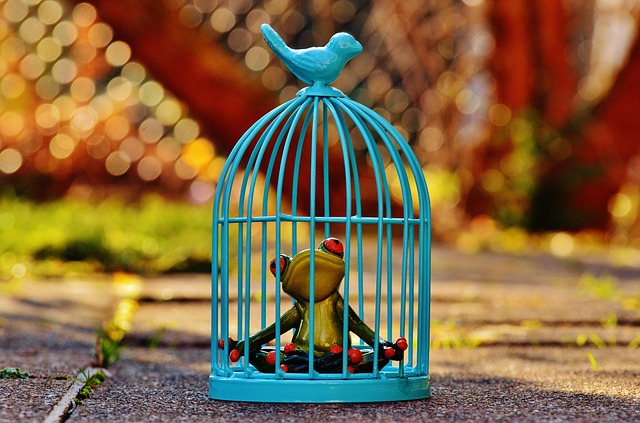 Save Money & Enjoy Your Birds: Top Squirrel Proof Feeders Cardiff