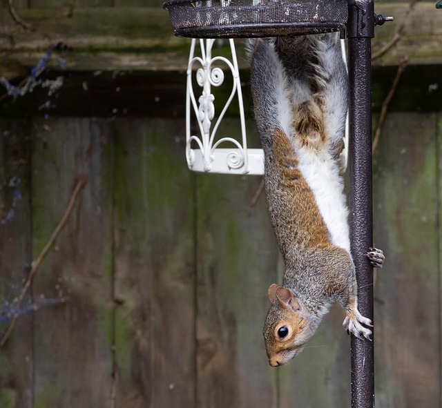 Birds feeding inside squirrel-proof cage