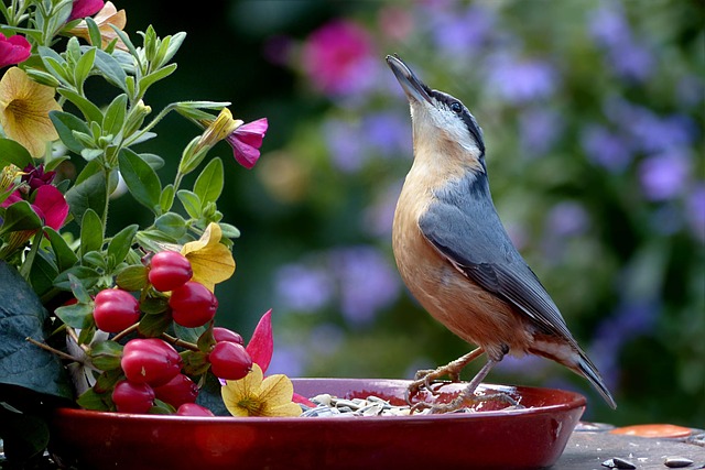 Birds feeding inside squirrel-proof cage