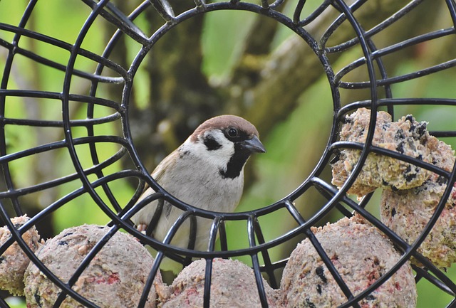 Birds feeding inside squirrel-proof cage