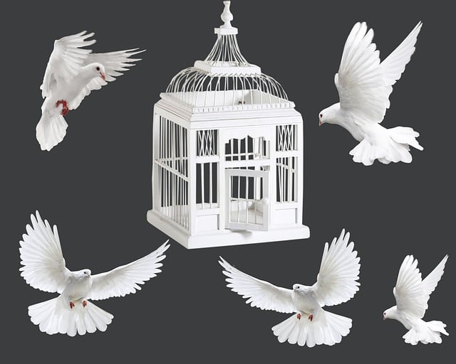 Birds feeding inside squirrel-proof cage