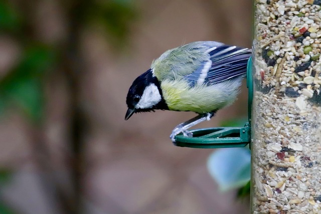 Birds feeding inside squirrel-proof cage