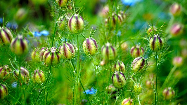 Feeding More Birds, Saving More Money: Explore Manchester’s Top Bulk Wild Bird Seed Deals!