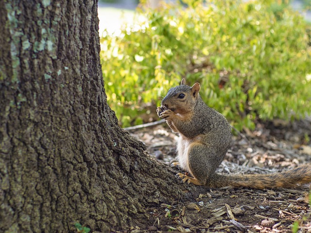 Caged feeder protecting seed from squirrel