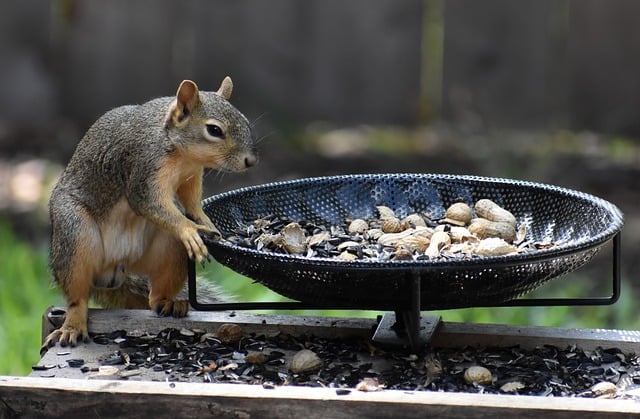 Caged feeder protecting seed from squirrel
