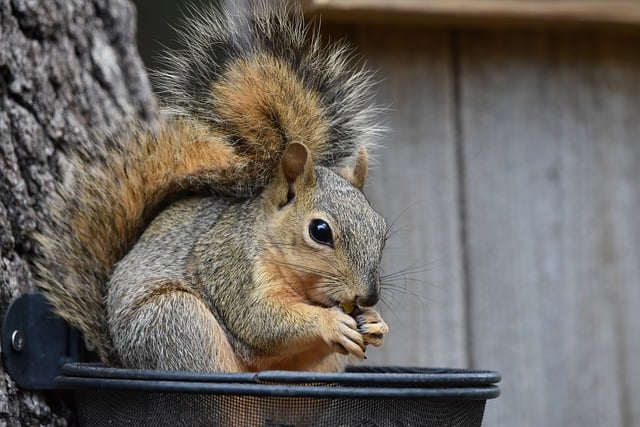 caged-feeder-protecting-seed-from-squirr-640x480-4504881.jpeg