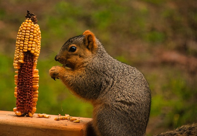 Caged feeder protecting seed from squirrel