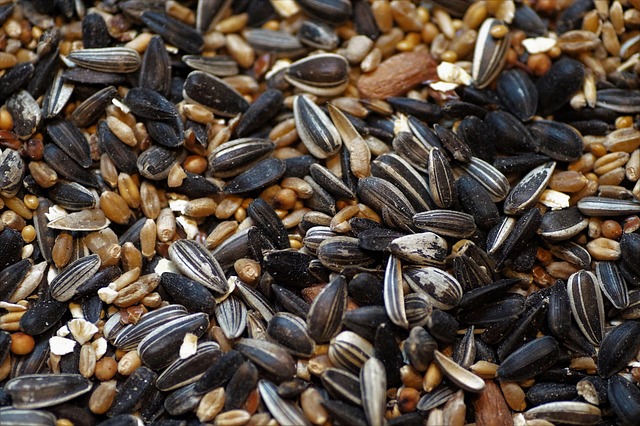 caged-feeder-protecting-seed-from-squirr-640x480-55294287.jpeg