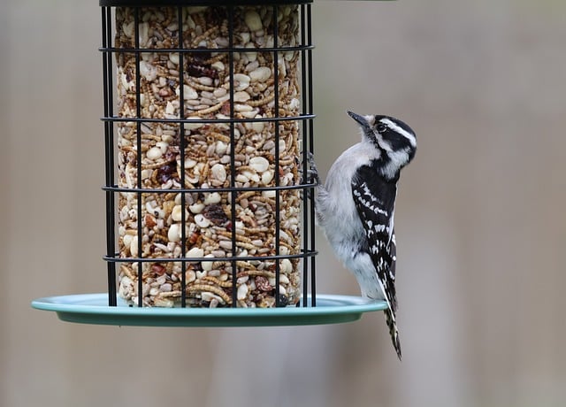 Caged feeder protecting seed from squirrel