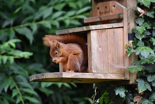 Caged feeder protecting seed from squirrel