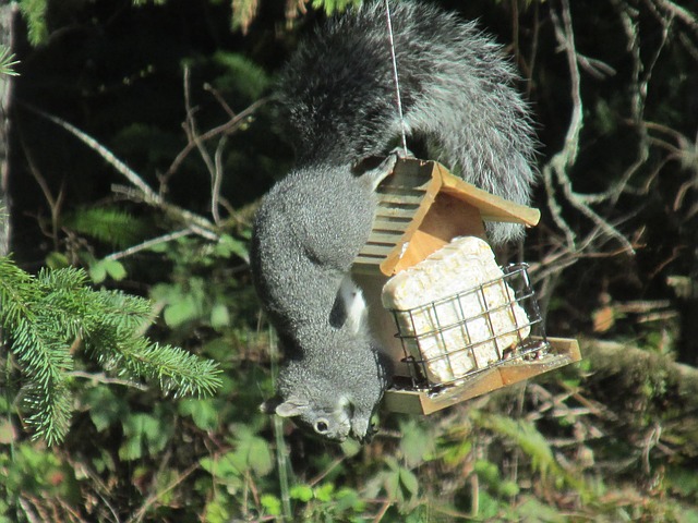 Clever baffle installed above hanging feeder