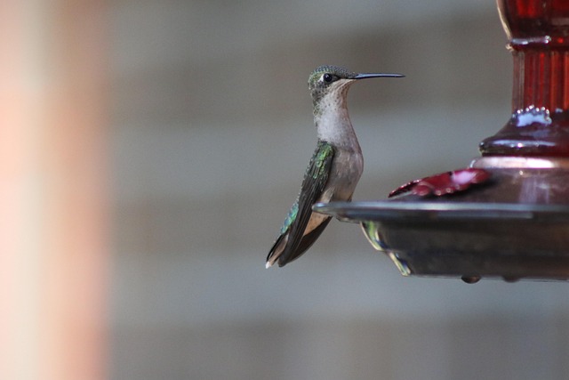 Manchester's Top Squirrel-Proof Feeders: Protect Birds, Save Money!