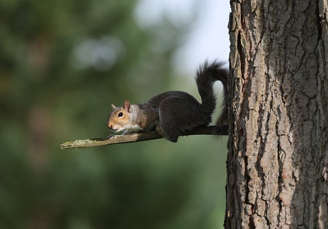Dome-covered feeder deterring grey squirrel