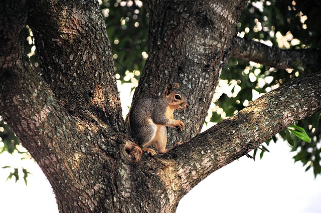 Dome-covered feeder deterring grey squirrel