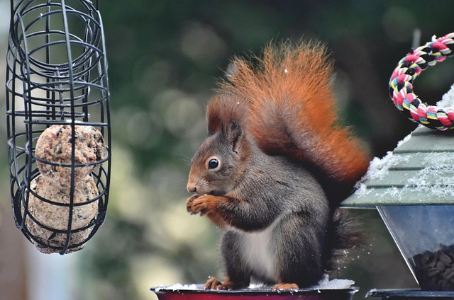 Dome-covered feeder deterring grey squirrel