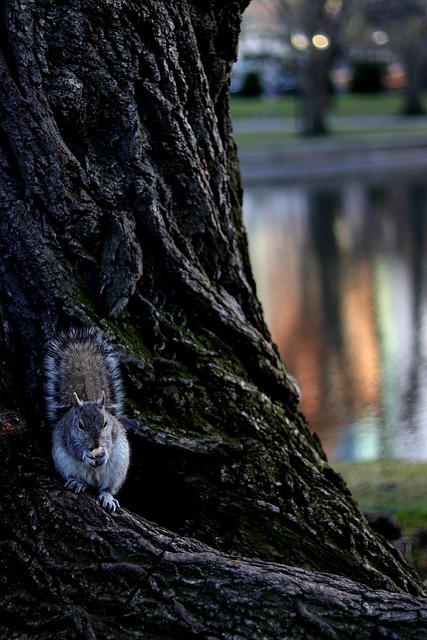Squirrel-Free Feeder Revolution: Save Money, Enjoy More Birdwatches in Birmingham