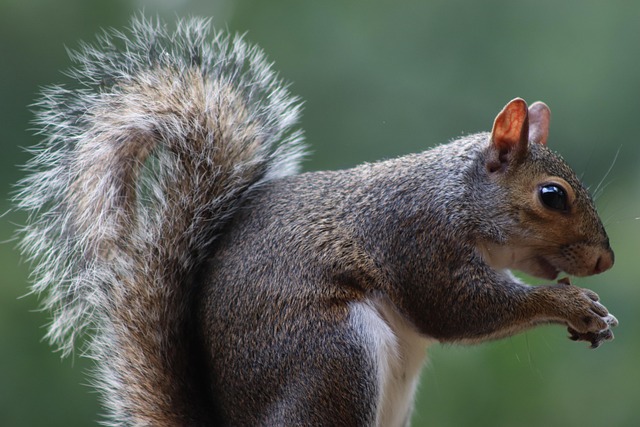 Dome-covered feeder deterring grey squirrel
